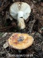 Russula laurocerasi-amf1696